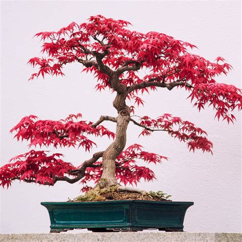 Japanese Maple Bonsai | Care Guide | Bonsai-En