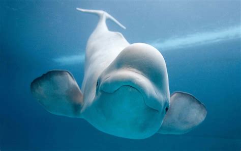 Beluga Whale Wallpapers - Wallpaper Cave