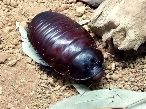 Giant Burrowing Cockroach — THE INSECTORY