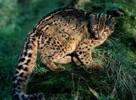 Marbled Cat (Pardofelis marmorata). Conservation Status: Vulnerable to Threatened | Small wild ...