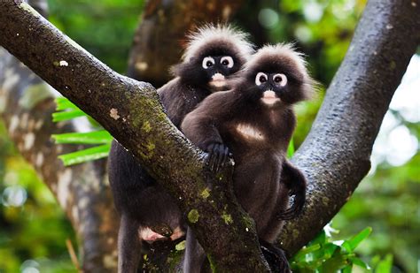 10 best wildlife hotspots in South-East Asia | Wanderlust