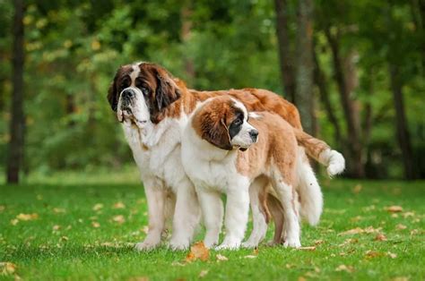 Mini St. Bernard: 14 Reasons To Own Or Not Own It