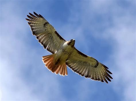 Red-tailed Hawk vs Red-shouldered Hawk: What Are The… | Birdfact