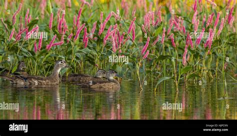 Wood Duck - Hen Stock Photo - Alamy