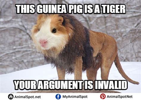 Guinea Pig Memes