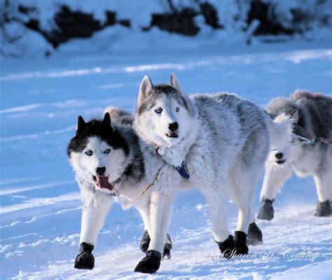 🔥 [100+] Animals in Snow Wallpapers | WallpaperSafari