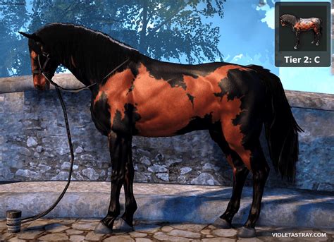 BDO Horse Catalog - See What Horses Really Look Like! – Violet Astray