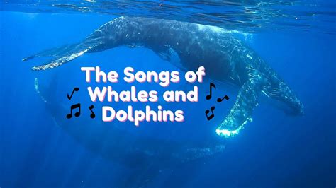 Blue Whale Sounds Mp3 at Shelley Dougherty blog