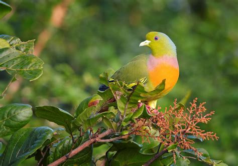 Daftar Harga Burung Punai Semua Jenis Terbaru 2022