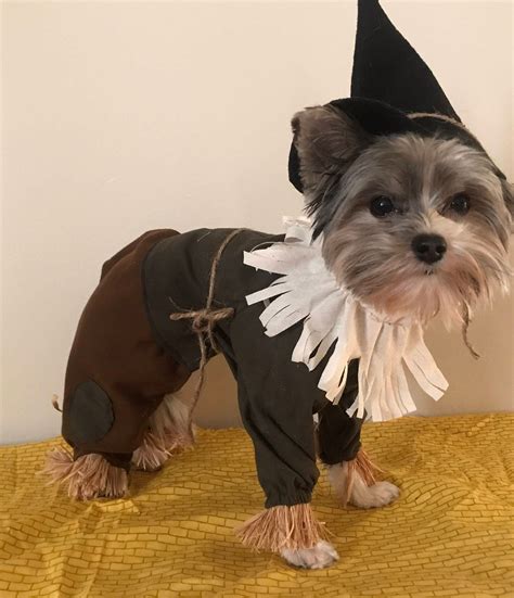 Custom made scarecrow costume for small dogs