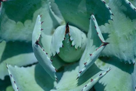 Complete Guide to Growing Blue Agave Plant - Gardenia Organic