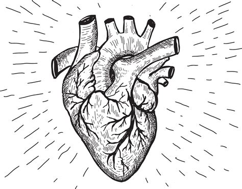 Heart anatomy hand drawn illustrations. 9669944 Vector Art at Vecteezy