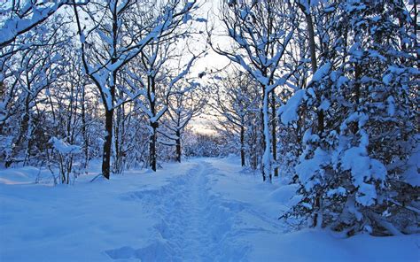 forest, Snow, Nature, Trees, Winter, Path, Trail Wallpapers HD / Desktop and Mobile Backgrounds