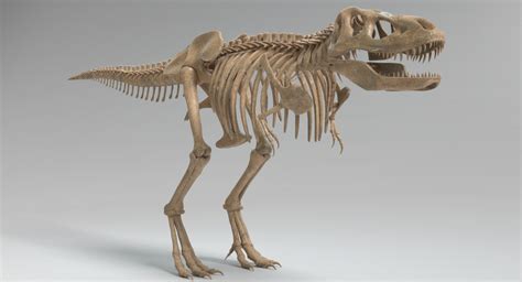 tyrannosaurus rex skeleton 3D | Tyrannosaurus, Tyrannosaurus rex skeleton, Tyrannosaurus rex