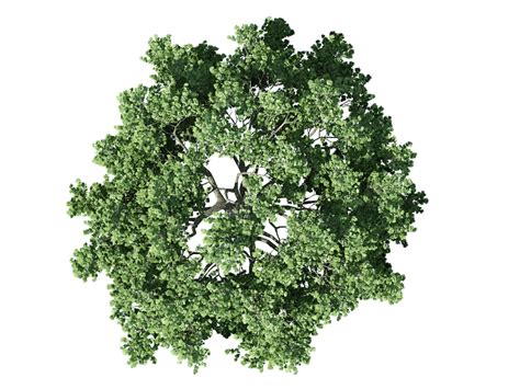 Tree PNG Top View Transparent Tree Top View.PNG Images. | PlusPNG