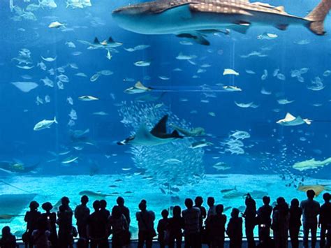 Istanbul Aquarium: Opening Hours, Entry Free, Things to Do, and Tips for Visiting (2023 ...