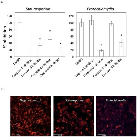 Both caspase 2 3 and 2 9 inhibitors block apoptosis with mitochondrial... | Download Scientific ...