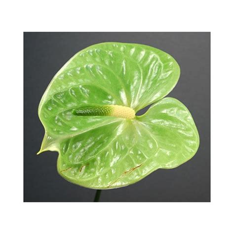 Anthurium Green