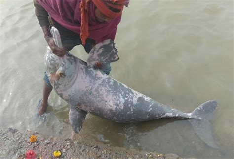 Dead dolphin thrown back into Ganga in Bihar without autopsy