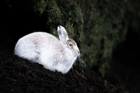 Mountain Hare Contrast - Francis J Taylor Photography