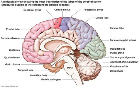 Labeled Diagram Of The Human Brain - koibana.info | Brain diagram, Brain anatomy, Human brain ...