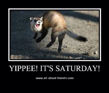 Yippee! | Black footed ferret, Animals, Bretman rock