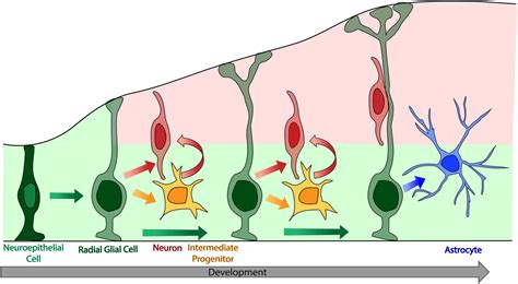 Local gene regulation in radial glia: Lessons from across the nervous system - D'Arcy - 2020 ...