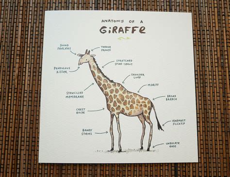 Anatomy Of A Giraffe Card | Etsy