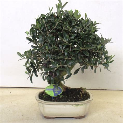 Olea europaea — Plant Wholesale FlorAccess