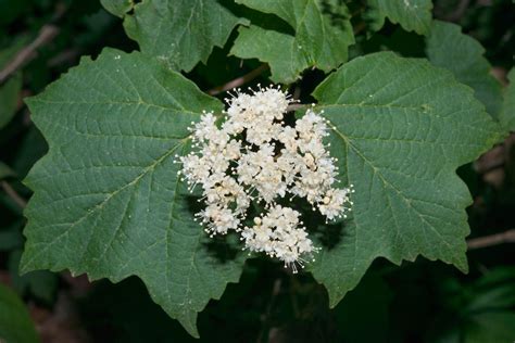 Viburnum acerifolium (Maple-leaved Viburnum) | Viburnum, Maple leaf ...