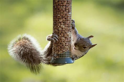 8 PROVEN Ways To Keep Squirrels Off Bird Feeders (2024) | Squirrel proof bird feeders, Bird ...