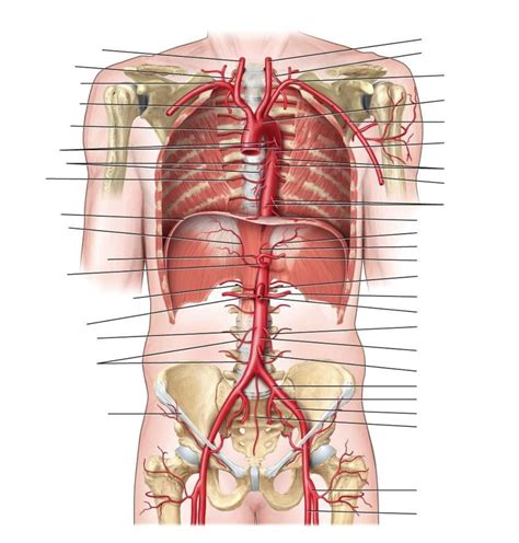 A&P 300 PT - Anterior Trunk Arteries Diagram | Quizlet