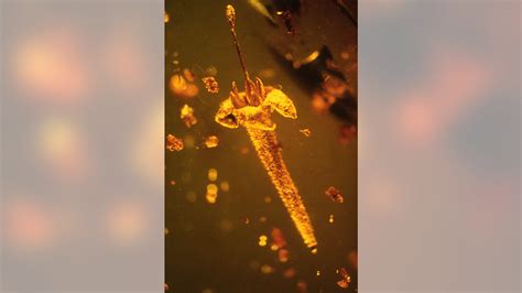 Flower preserved in amber was ancestor of modern poisonous plants | Fox News