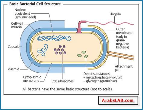 Basic bacterial cell structure | Bacterial cell structure, Cell wall, Cell structure