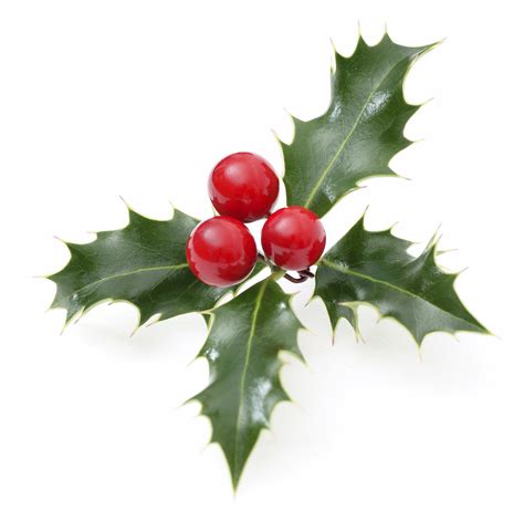 Holly Plants are Toxic To Dogs | Pet Poison Helpline®