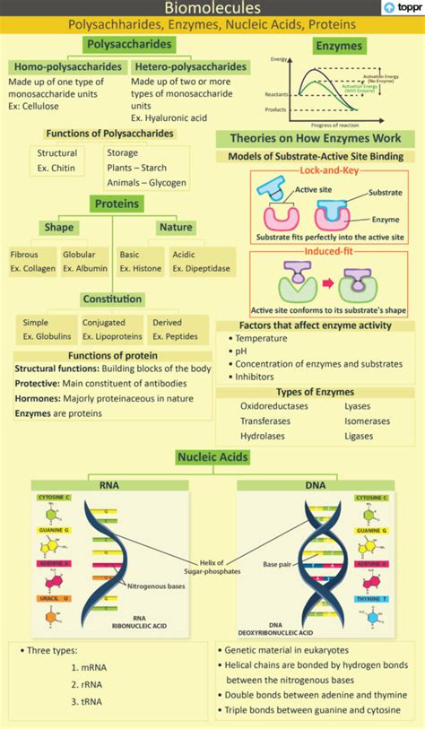 Proteins: Structure, Classification, Functions with Videos and Examples