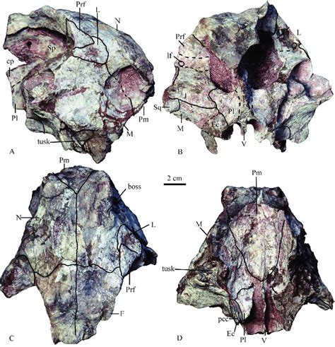 A 'cryptodontian' dicynodont from the Sunjiagou Formation, Shouyang,... | Download Scientific ...