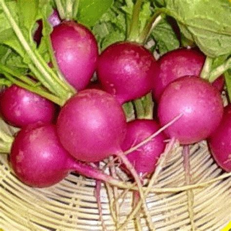 Purple Plum Radish Seeds - Medium-Sized | Everwilde Farms