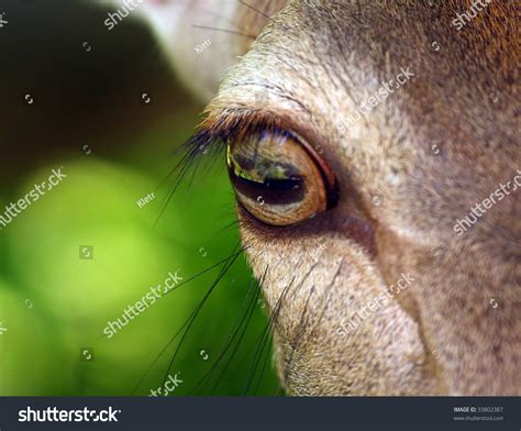 Deer Eye Close Stock Photo 33802387 - Shutterstock