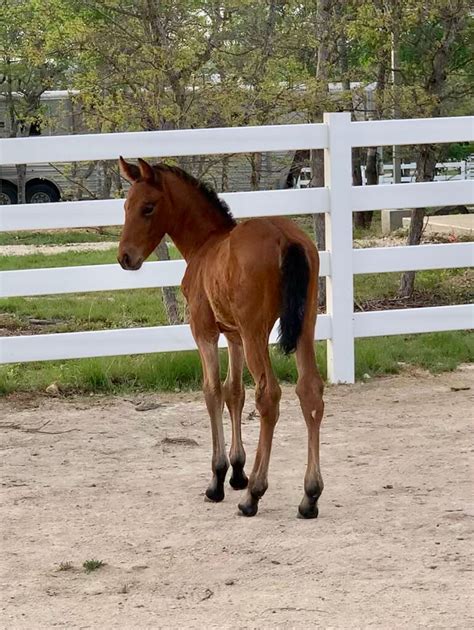 Three Offspring by Sea Lion xx - Warmblood Breeding