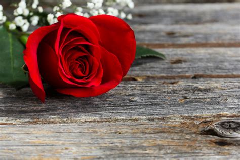 Photo Of Single Red Rose Flower | Best Flower Site