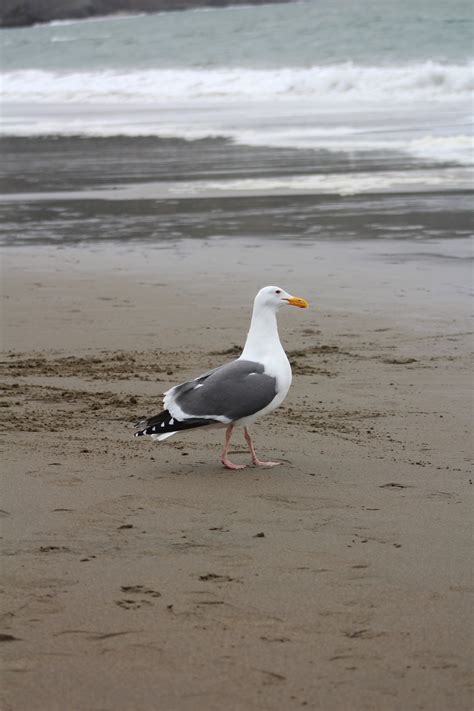 Beach Bird Seagull - Free photo on Pixabay - Pixabay