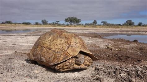 Leopard Tortoise In Natural Habitat | Leopard tortoise, Sulcata ...