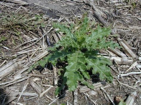 Canada thistle | Integrated Crop Management