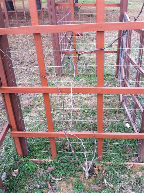 Pruning the Grapevines - Summers Acres