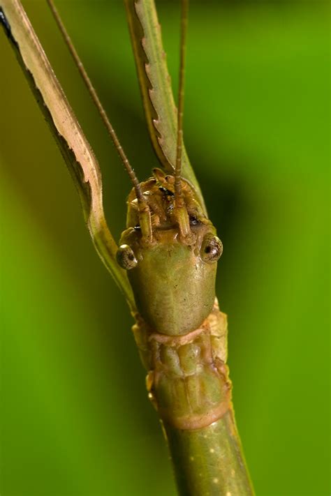 Stick Insect | San Diego Zoo Animals & Plants