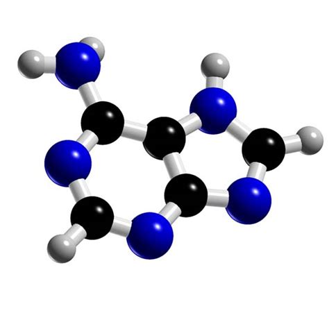 Adenine Definition