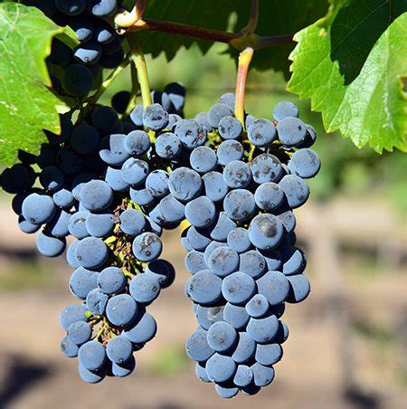 Pinot Noir Grapes - Exploring Wine Regions