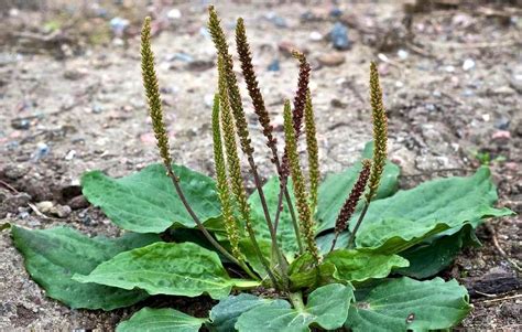 Plantain, the medicinal green weed in your backyard - Green Prophet