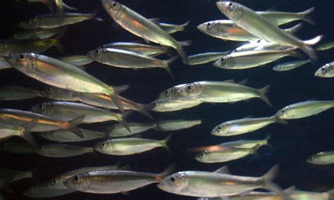 26 Fun And Fascinating Facts About Herrings - Tons Of Facts